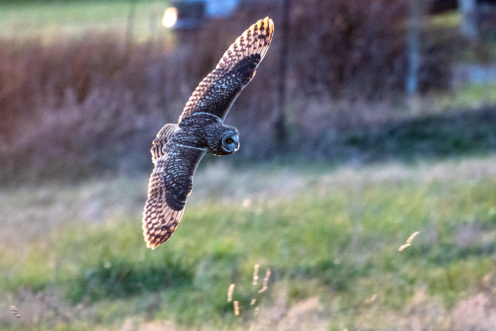 Short-eared Owl